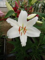 [5574 VH04 San Carlos No02.JPG]